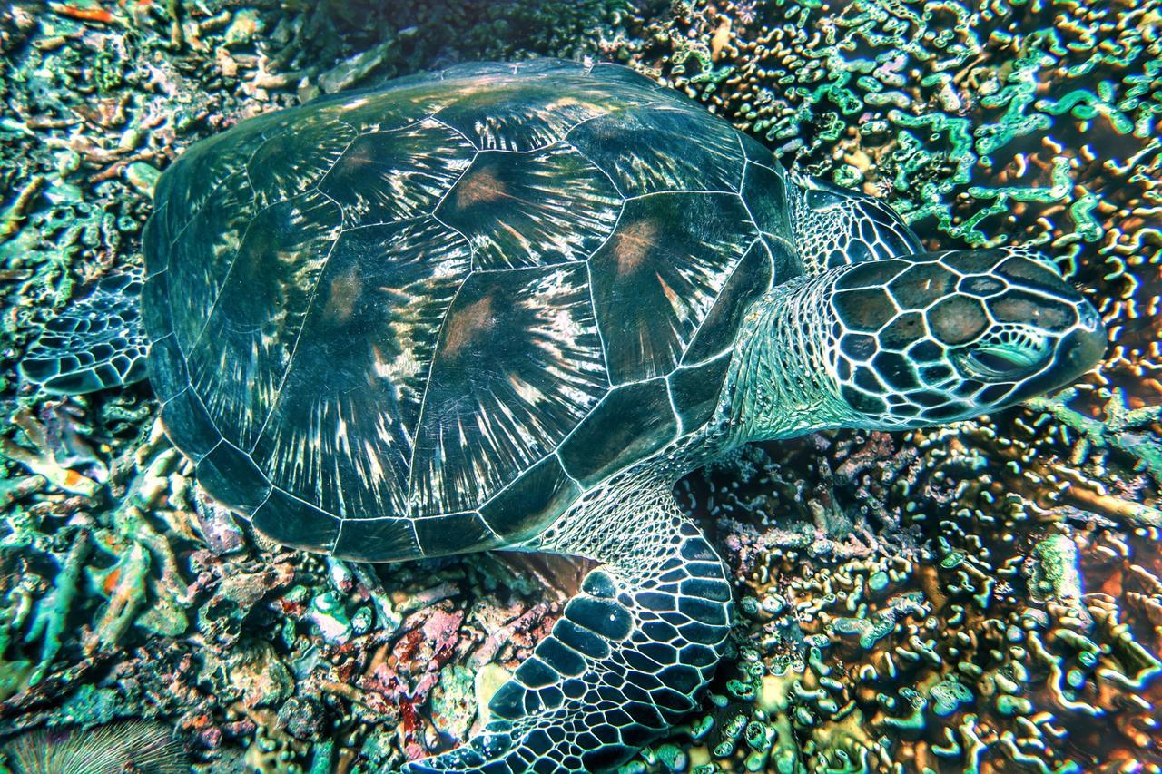 Purple Beach - Maithelia - Gili Air Kültér fotó