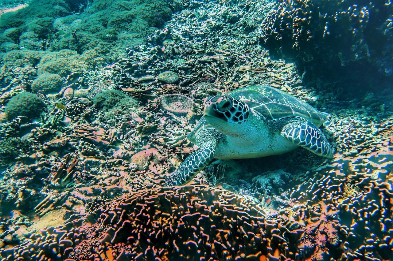 Purple Beach - Maithelia - Gili Air Kültér fotó